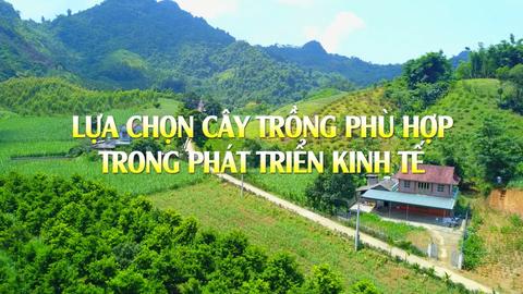 LỰA CHỌN CÂY TRỒNG PHÙ HỢP TRONG PHÁT TRIỂN KINH TẾ (27-8-2024)