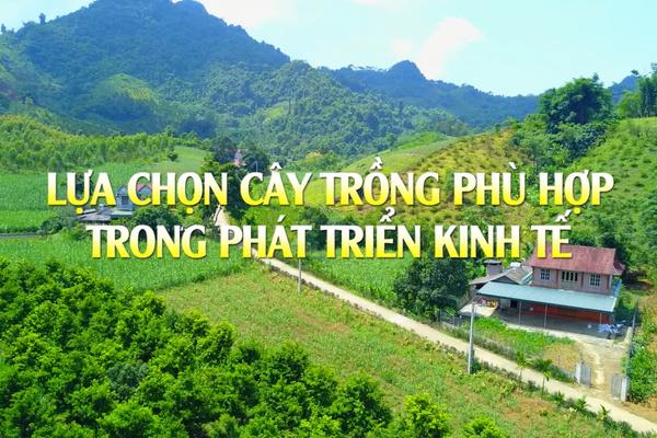 LỰA CHỌN CÂY TRỒNG PHÙ HỢP TRONG PHÁT TRIỂN KINH TẾ (27-8-2024)