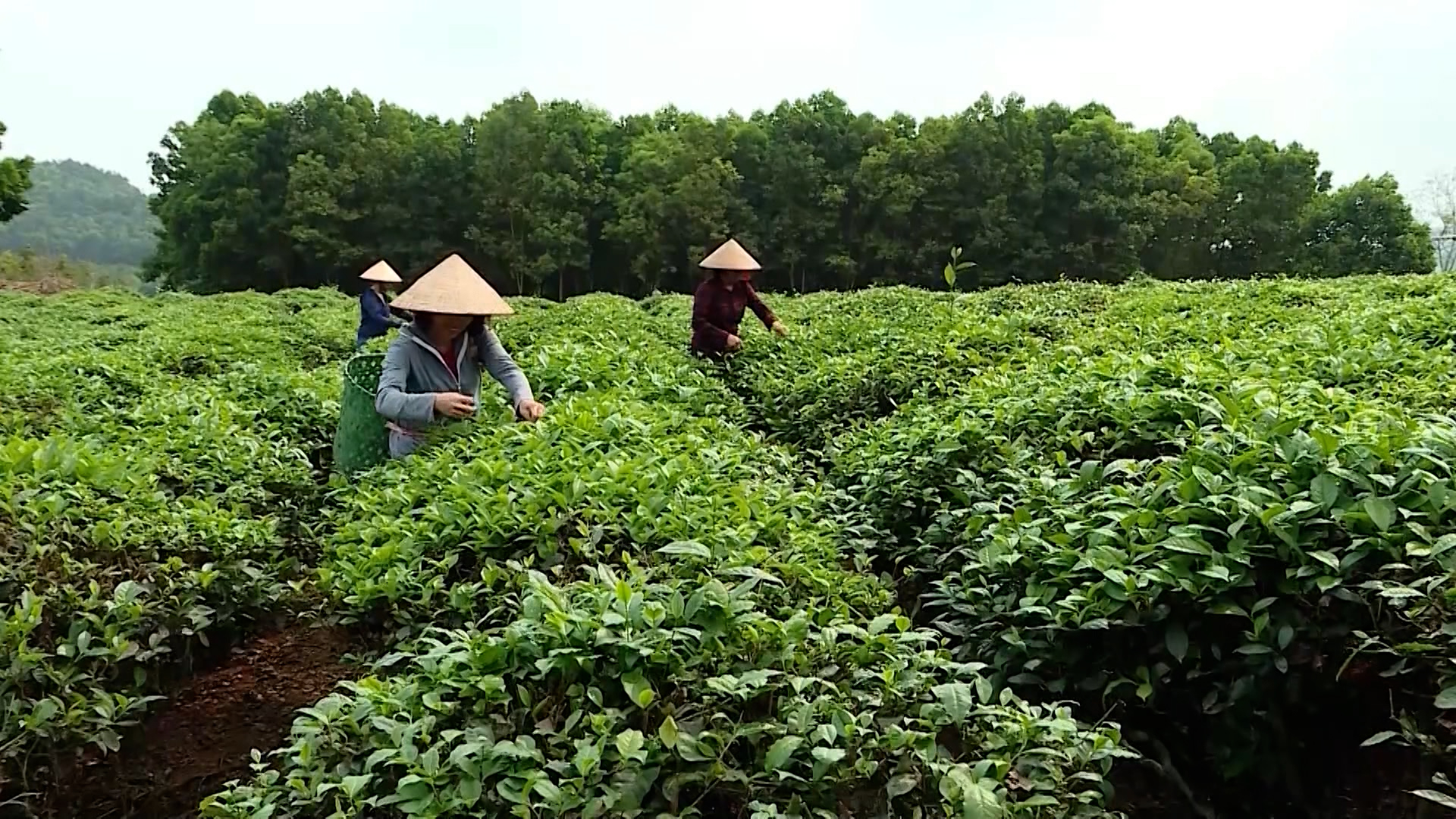 (TTV) Thay đổi tư duy trong phát triển kinh tế ở Yên Thuận