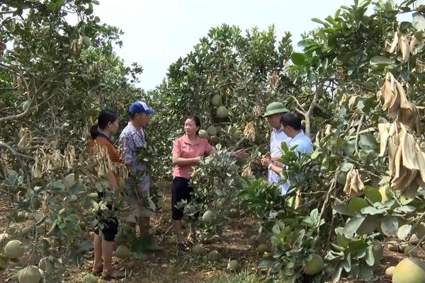   (TTV) Khẩn trương giúp đỡ nông dân chăm sóc, phục hồi cây ăn quả sau lũ