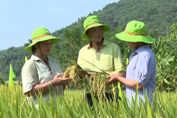 (TTV) Hiều quả mô hình trình diễn giống lúa thuần chất lượng TBR 97