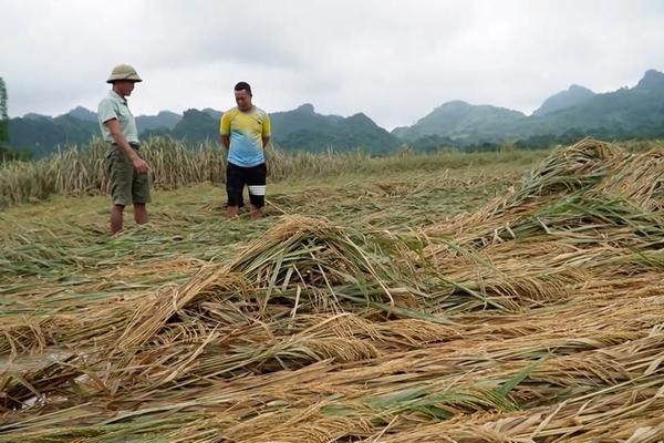 (TTV) Khắc phục hậu quả mưa lũ ổn định sản xuất