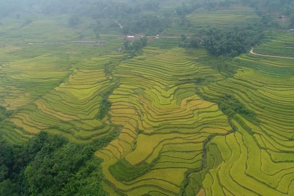 (TTV) Hồng Thái chuẩn bị cho Lễ hội Mùa vàng