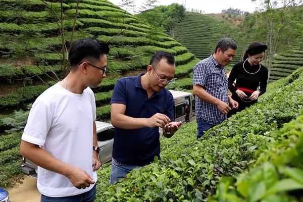 (TTV) Trải nghiệm chè Vĩnh Tân  - Tân Trào