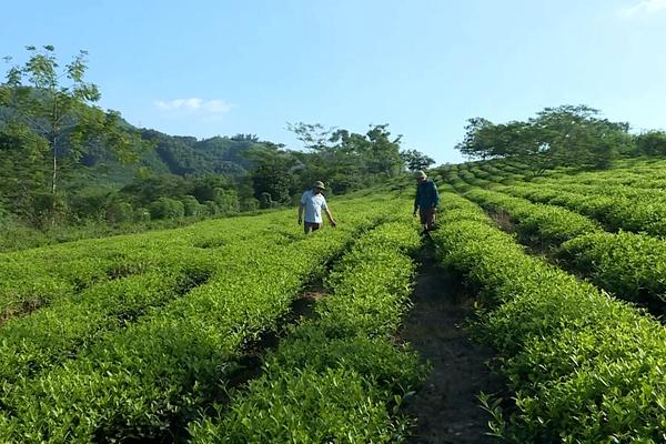 (TTV) Nâng cao đời sống người dân với cây chè