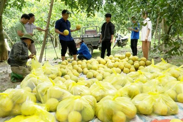 (TTV) Xuân Vân thu hoạch bưởi Soi Hà phục vụ xuất khẩu