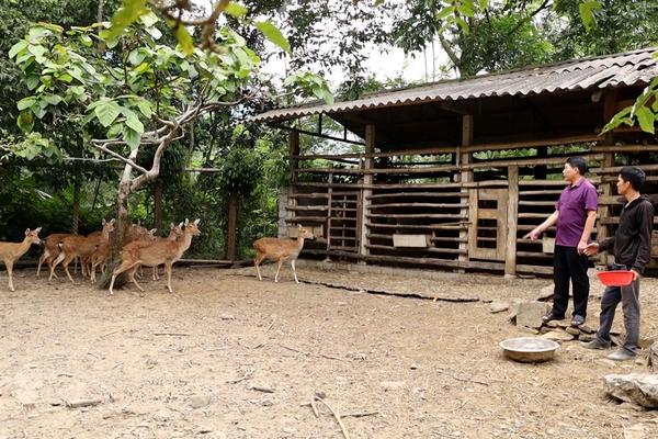 (TTV) Đổi mới trong chăn nuôi, nâng cao thu nhập