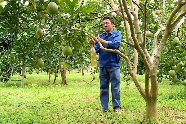 (TTV) Đẩy mạnh phát triển kinh tế vùng ven thành phố