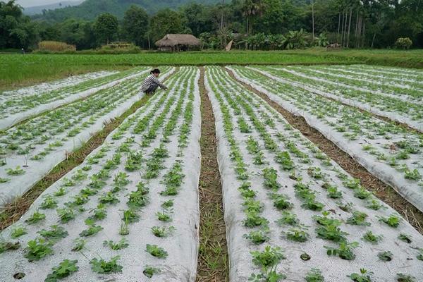 (TTV) Cây lạc trên đất Tân Mỹ