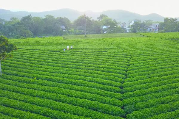 SẢN XUẤT CHÈ AN TOÀN CHÌA KHÓA ĐỂ THÀNH CÔNG