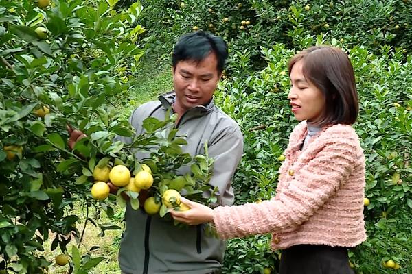 (TTV) Hiệu quả cây chanh tứ mùa ở xã Minh Dân, huyện Hàm Yên