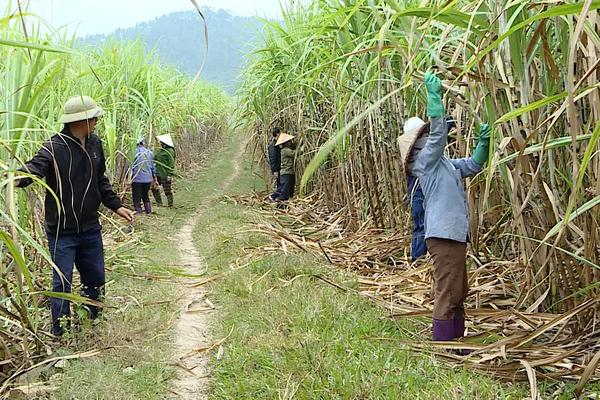 ĐẢM BẢO NGUYÊN LIỆU PHỤC VỤ SẢN XUẤT MÍA ĐƯỜNG