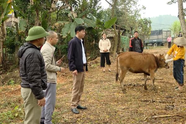 (TTV) Chủ động chống rét cho đàn vật nuôi