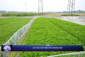 (TTV) Cây rau cần trên đất Hoàng Khai