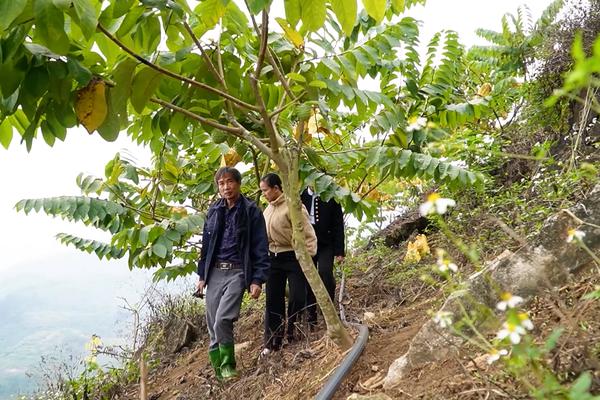 (TTV) Khám phá mô hình trồng na sầu, na Đài Loan, hướng đi mới tại xã Yên Phú