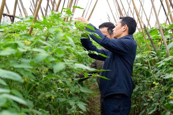 (TTV) Liên kết – Chìa khóa quan trọng để sản xuất vụ Đông hiệu quả