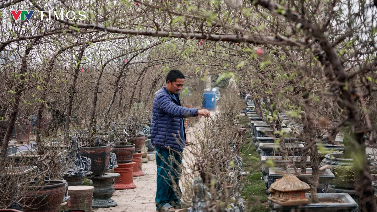 Làng Nhật Tân vào vụ Tết: Sắc đào thắm đón xuân - Ảnh 4.