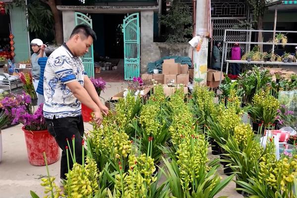 (TTV) Chất lượng, giá thành hoa Tết được đảm bảo