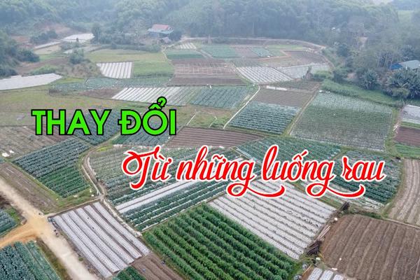 THAY ĐỔI TỪ NHỮNG LUỐNG RAU (16-1-2025)