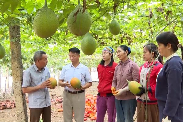 (TTV) Hiệu quả các chuỗi liên kết sản xuất ở huyện Chiêm Hóa