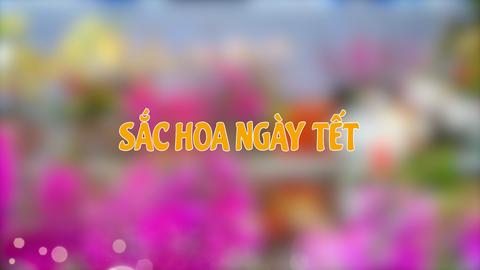 SẮC HOA NGÀY TẾT (18-1-2025)