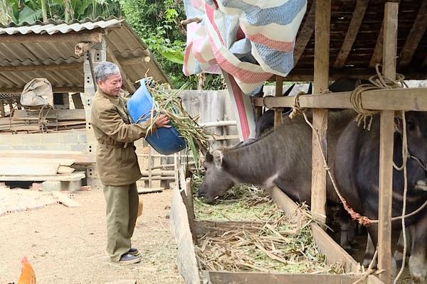 (TTV) TĂNG CƯỜNG CÁC BIỆN PHÁP PHÒNG CHỐNG ĐÓI RÉT CHO VẬT NUÔI