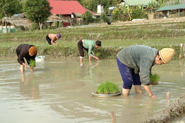 (TTV) Lâm Bình tập trung đẩy nhanh tiến độ gieo cấy lúa Xuân 2025