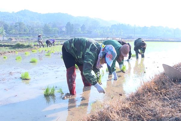 (TTV) NÔNG NGHIỆP SƠN DƯƠNG PHẤN ĐẤU ĐẠT TRÊN 2.780 TỶ ĐỒNG TRONG NĂM 2025 