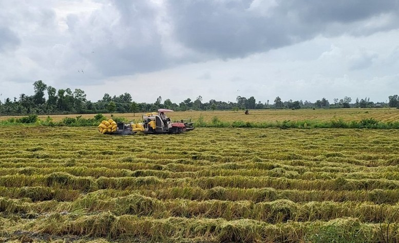 Chủ động thu hoạch lúa đông xuân trước đợt xâm nhập mặn sâu nhất
- Ảnh 1.