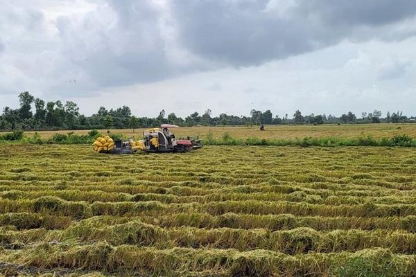 Chủ động thu hoạch lúa đông xuân trước đợt xâm nhập mặn sâu nhất