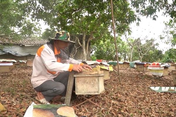 (TTV) Nông dân xã Thái Bình liên kết nuôi ong hiệu quả