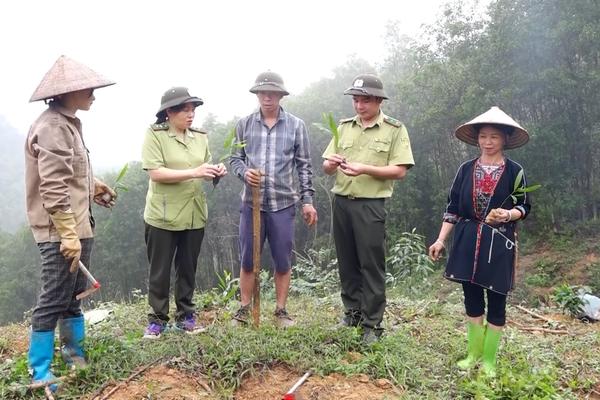 (TTV) Đảm bảo trồng rừng chất lượng, hiệu quả