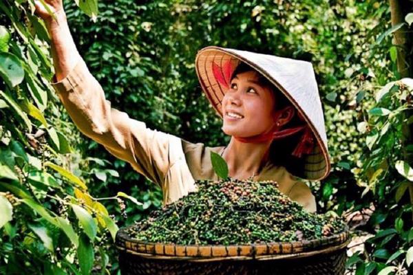 Hồ tiêu Việt Nam: 'Vàng đen' sẵn sàng bứt phá