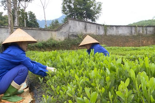 (TTV) Công ty TNHH Lâm nghiệp Chiêm Hóa chuẩn bị tốt nguồn cây giống cho trồng rừng năm 2025