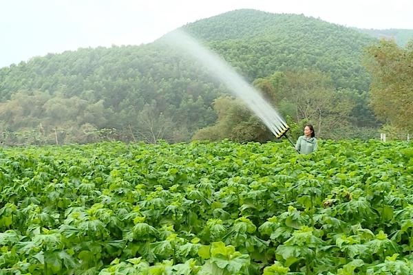 (TTV) Tạo việc làm cho lao động nông thôn nhờ chuỗi liên kết