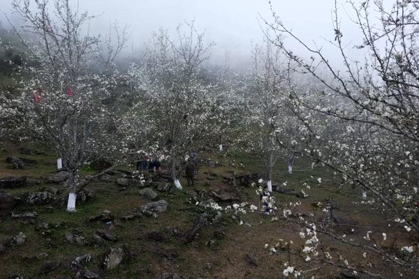 (TTV) Hồng Thái mùa hoa lê nở