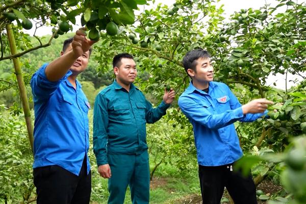 (TTV) Người trẻ và hành trình làm giàu từ nông nghiệp