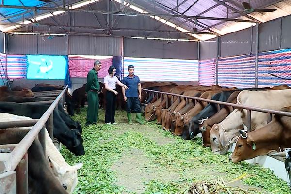 (TTV) Nông dân Sơn Dương phát huy lợi thế phát triển kinh tế