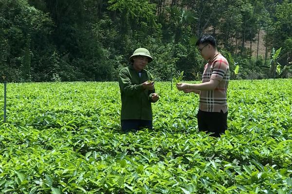 (TTV) Hiệu quả kinh tế từ cây chè