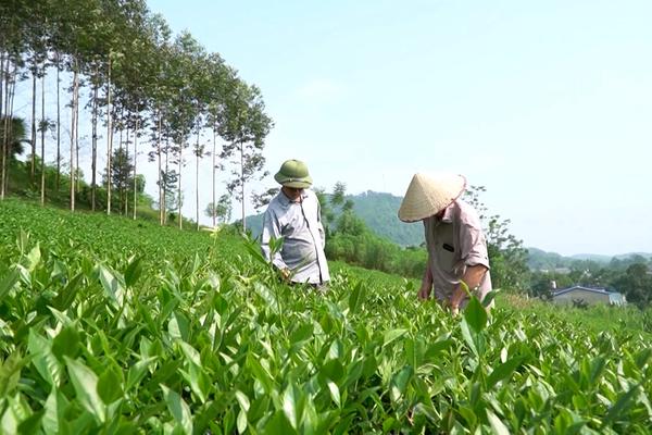 (TTV) Sản xuất an toàn – hướng đi bền vững