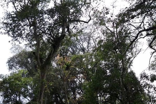 (TTV) Quần thể Nghiến ở thôn Bản Biến, xã Phúc Sơn, huyện Lâm Bình được công nhận là cây Di sản Việt Nam 