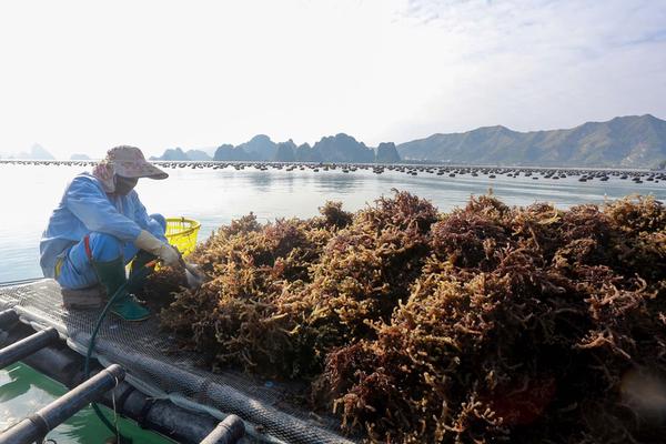 Phát triển các ngành hàng nông, lâm, thủy sản dựa trên sự đa dạng thị trường