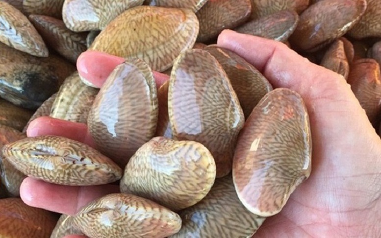 Xuất khẩu nhuyễn thể có vỏ tăng mạnh, mở rộng thị trường sang Trung Quốc- Ảnh 1.