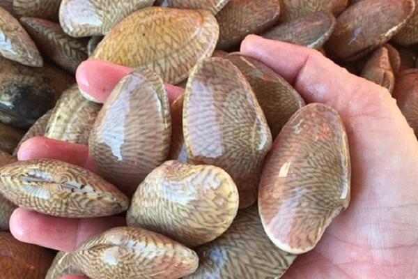 Xuất khẩu nhuyễn thể có vỏ tăng mạnh, mở rộng thị trường sang Trung Quốc