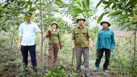 TUYÊN QUANG PHÁT TRIỂN RỪNG BỀN VỮNG