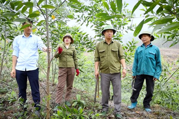 TUYÊN QUANG PHÁT TRIỂN RỪNG BỀN VỮNG