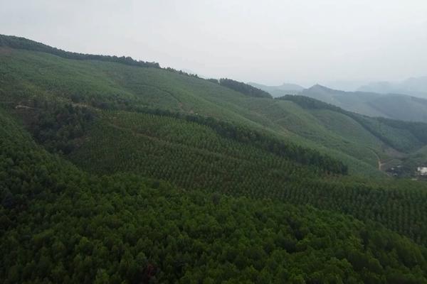 (TTV) Tập trung phát triển kinh tế rừng bền vững