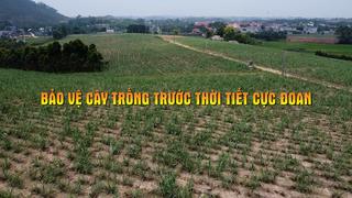 BẢO VỆ CÂY TRỒNG TRƯỚC THỜI TIẾT CỰC ĐOAN