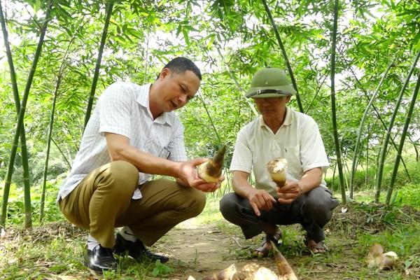 (TTV) Người tiên phong đưa tre Lục Trúc về bản