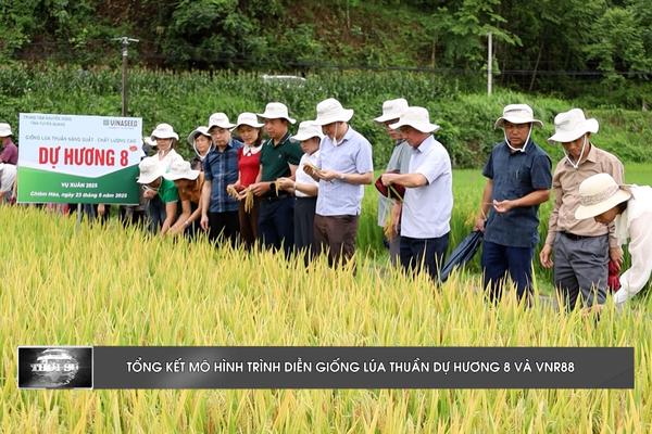 (TTV) Tổng kết mô hình trình diễn giống lúa thuần Dự Hương 8 và VNR88